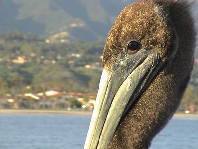Pelican: 