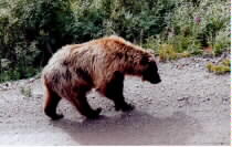 I can't bear to leave Alaska: 