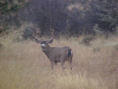 5 pt Buck Hornbrook: 