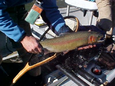 Another Klamath Lunker Feb 2003: 