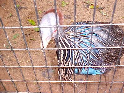 Bad hair day: