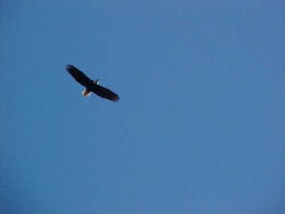 Bald eagle Box canyon: 