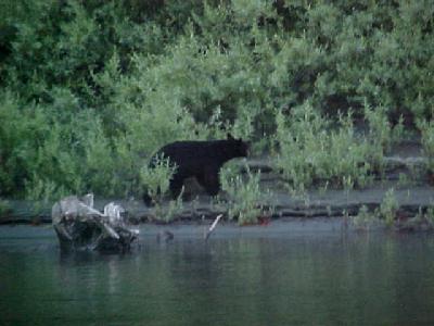 Black Bear Klamath river:
