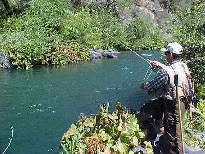 High sticking th on the McCloud river in 2003: 