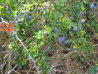 Calafate Berry: 