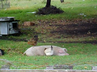 Cochamo Pig: 