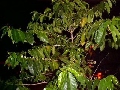 Coffee Plant: