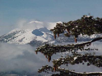 Eddies Sugar Pine Shot Dec 2003: 