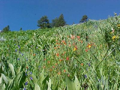 Eddies Wild Flowers from Spring 2001: 