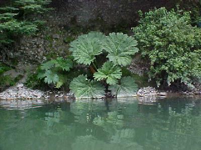 Elephant ears:
