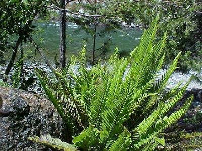 Fern magic: 