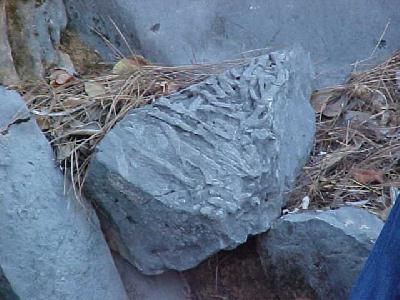Fossilized worms...COOL!!!!!!!!!!!!!!!!: 