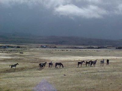 Horses Dec 2003 Shasta Valley: 