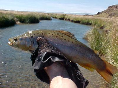 Spring Creek in Chile brown trout: 
