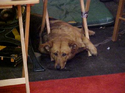 Shasta Loungin:
