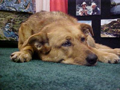 Shasta Nappen: