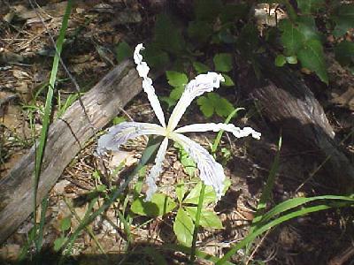 Iris on the Mccloud: 