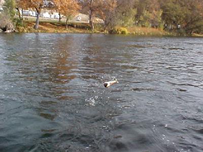 Klamath Leaper Nov 2003: 