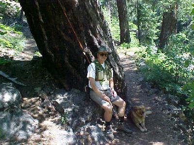 Ken Maxwell under a big douglas fir: 