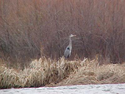 Blue Heron Jan 2004: 