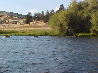 Klamath deer CXrossing: 