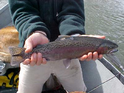 Klamath Griff in hand 2004: 