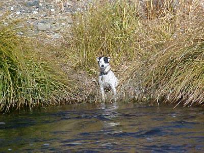 Klamath Jim Carey Dog: 