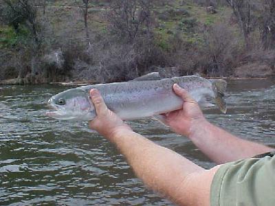 Marty's snake steelhead 2004: 