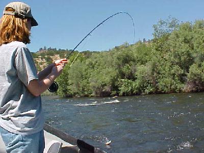 Fish on 2003: 