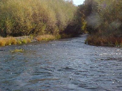 Klamath River Salmon Spawning: 
