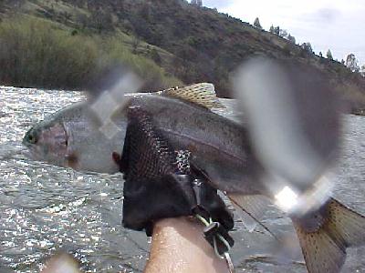 Steelhead on the Klamath 2002 April: 