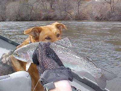 kLAMATH STEELHEAD BIRDS EYE VIEW: 