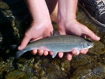 Klamath Mouth half pounder: