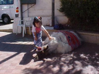 Llama and little girl: