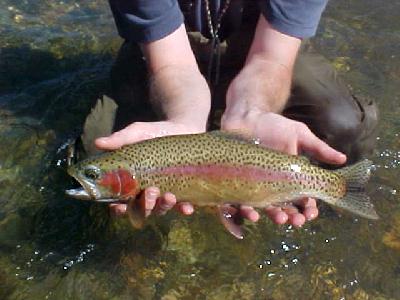 Lower Sac red: 