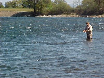 Stephen in a riffle of trout: 