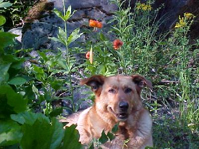 Shasta and Tiger Lilys 2002: 