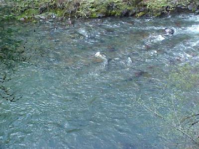 McCcloud River Opening Day 2003 04/26: 