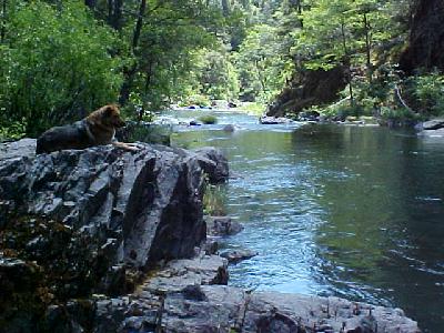 McCloud River 2002 Shasta Chill'n: 