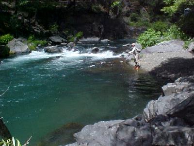 McCloud River Frank 2002: 