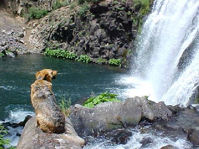 Shasta looking at Middle Falls: