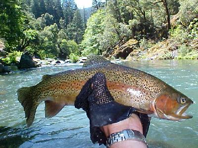 McCloud River Rainbow 2003 Summer: 