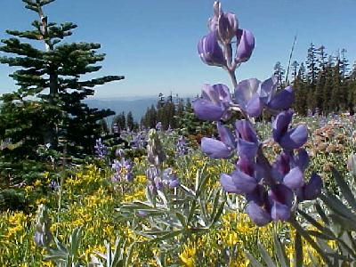 Mountain Lupin Sept 2003: 