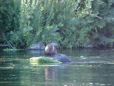 Mr. Otter: 