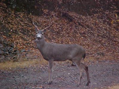 Mr Buck!: 