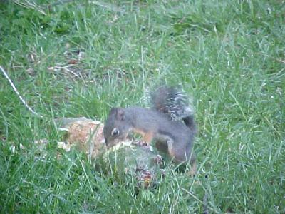 MR Squirrel: 