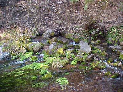 City Park Springs: 