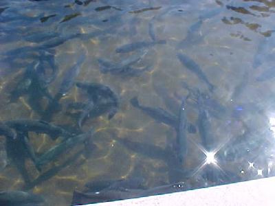 MT SHASTA HATCHERY BIG BOYS!: 