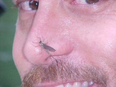 Nose me Mayfly: 