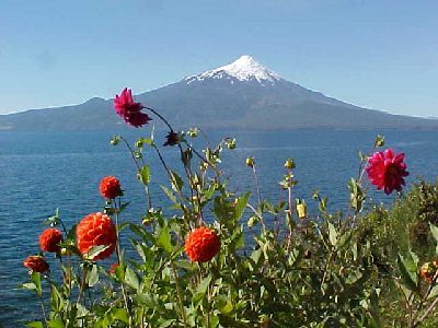 Orsono and flowers: 